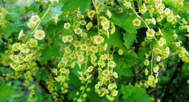 Jak zasadit a vypěstovat rybíz ze semínek doma